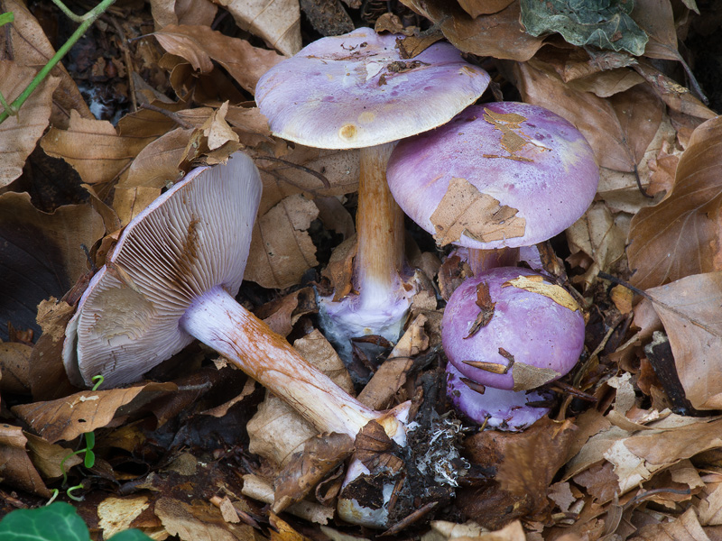 Cortinarius sodagnitus